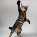 Karen Zurawski (@catwrite) Twitter profile photo