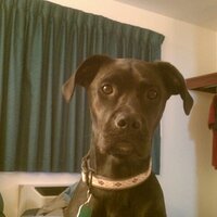 BlueInMO 🇺🇦🇺🇦🇺🇦🇺🇦 (@blue_in_mo) 's Twitter Profile