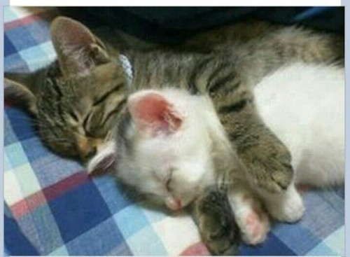 Meoww