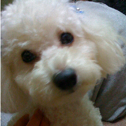 sguce's profile picture. 南カリフォルニア在住。13歳👦🏻7歳👦🏻twitter旧人類   水槽の中の居心地の良さに気付いた出戻り🐟