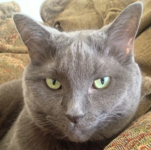 niktuh's profile picture. 