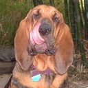 Chris Leclerc - @CanineChris123 - Twitter