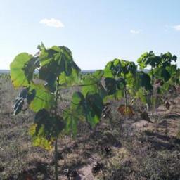 ForstInvest's profile picture. Forst-Invest Baum- Holz- Wald- Forstprodukte http://t.co/l3lVdaFqKm