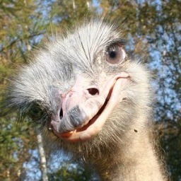 Crabsody in Blue (@CrabsodyinBlu) | Twitter