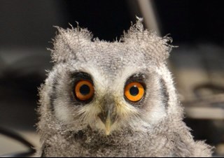 Hoemiester's profile picture. 