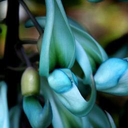 Director of Science & Collections at RHS, Wisley. Love horticulture, science, plants and inspiring others about plants. Also play the Saxophone badly!