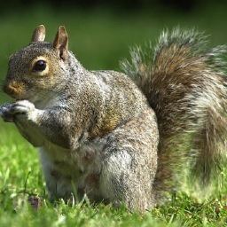 Just a squirrel doing squirrel things at West Virginia University..