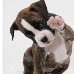 irismar26's profile picture. Creo en Dios, amo a los animales.