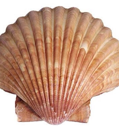 scallopsrgreat's profile picture. Feminist, rower, mother, lover of wine. Can also find her way round a computer.