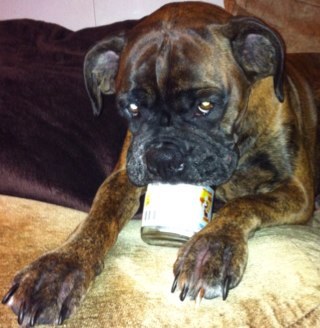 WrinklyBoxerDog's profile picture. I'm a boxer that likes to play, steal and woof. I love twitter and all my boxer friends I meet and tweet.