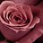 Profile Picture of Margaret Goodman (@Hendrika66) on Twitter