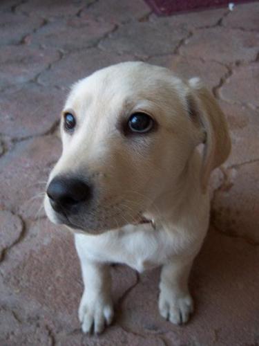 Apoyo a mascotas perdidas para que encuentren el camino de regreso a casa!