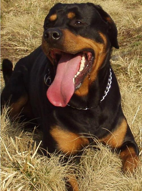 Princederhund's profile picture. Gegen Linksfaschismus, für Frieden und Freiheit, ''Frieden schaffen ohne Waffen''. 😇