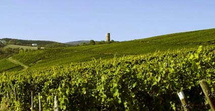 News from the Rheingau (a wine region near Wiesbaden/Frankfurt) in German and English