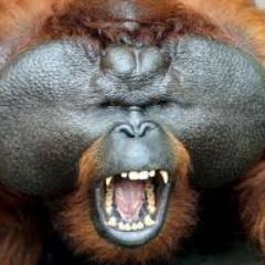 enokitake1's profile picture. HeadChef, Dj, Craft Food, Beer Pairing, Craft Beer, Locavore, Slowfood, HopLover, Porkdealer, BeerDigger...