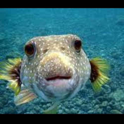 glub glub