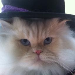 Genghis Cat