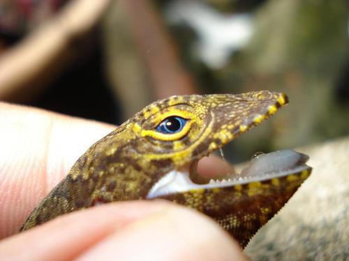 ldcv's profile picture. Science, Videogames & Music lover, frog kisser...feel free to write!