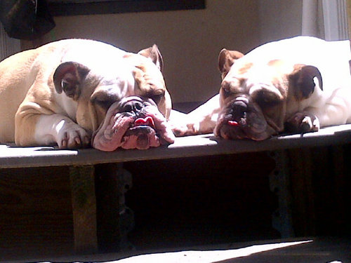 NicoleSpats's profile picture. Workaholic, who has always been there and will always be there for her family and friends.....mommy of two english bulldogs Carmella and Frank..