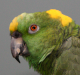 coreyparrot's profile picture. Helping rescued and injured animals is my quest. There are not enough organizations to help animals survive.
