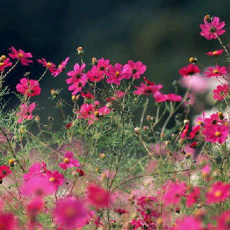 عهـود العنـزي رَحلت ، حيث الخُضرة والأنهار في جنةِ الأبرار بإذن ربي♡ ، هنا لا نتمنى سوى كتابة شيءٍ ينفعها! (سبحان الله وبحمده ، سبحان الله العظيم)