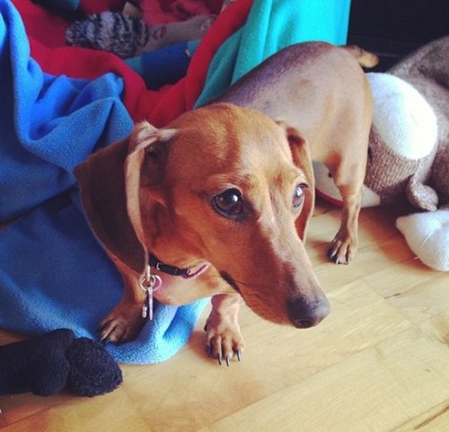 I'm a Red Mini Dachshund.  I am a German beauty. I was born on May 24, 2011 on a farm & now I'm a big city girl!  Check out my song made by @rangerrizzle