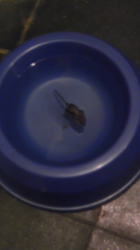 CurtHoover's profile picture. For friends and fun and maybe more