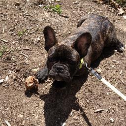 Im a cute frenchie puppy...my name is Louie but they call me Froggy...