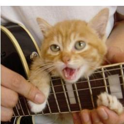 CuteAnimaIs's profile picture. We love cute animals!