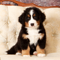 Owner, Handler of AKC Champion Bernese Mountain Dogs.  MahaRaja Bernese, Monument of Love...Celebration of Beauty.