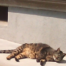 nekonekon_bot's profile picture. ねこのようにぐでーんとしてます。