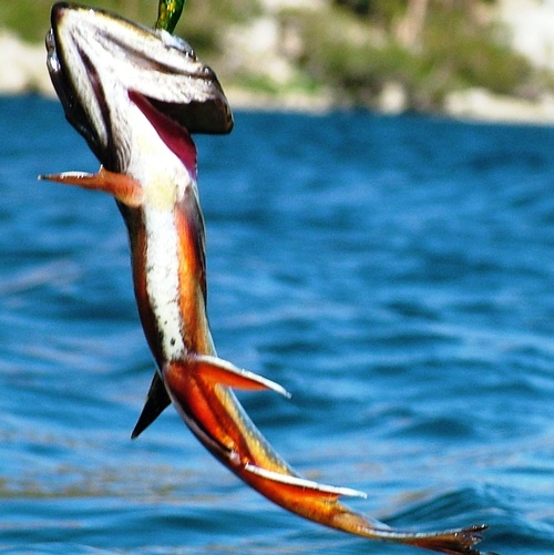 Trout Fishing Reports, Articles, Blogs and Forums. Lots of How to tips from the pros!