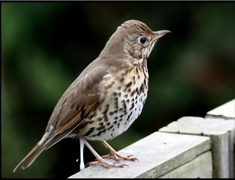 schijtlijstert's profile picture. 