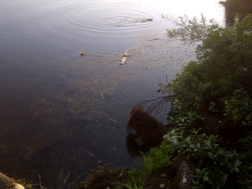 oldgoldeye's profile picture. Retired old Carman goldeye