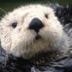 Hello　よろしくNE