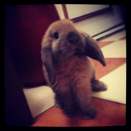 Bella bunny (@BellaBunny) / Posts / X