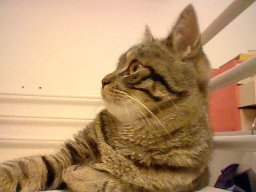 Miau ヾ(=ﾟ･ﾟ=)ﾉ
My name is Gustav. Ich liebe es zu spielen und vom Balkon aus Dinge zu beobachten. Ich mag es mich in Rucksäcke reinzukuscheln und zu essen°^°