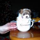 stacy hopper - @littleangels4me - Twitter