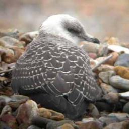 swalebirder Profile Picture