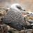 swalebirder's profile image