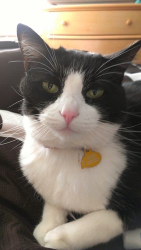 Gocougarsbyu's profile picture. 