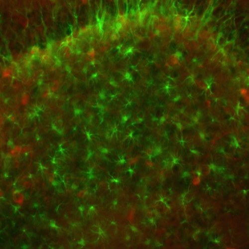 ScientistJane's profile picture. 