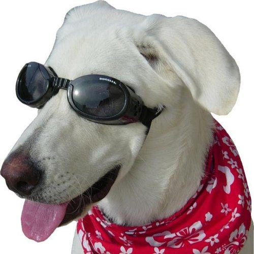 SpoiledPups's profile picture. Our online discount dog supply store has everything you need to help Spoil Your Pup!