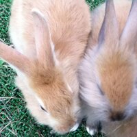 楽静 (@fun_quiet) 's Twitter Profile