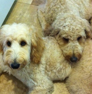 crchaney1422's profile picture. 