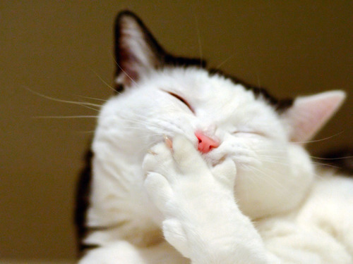 Funny pics of cats #cat