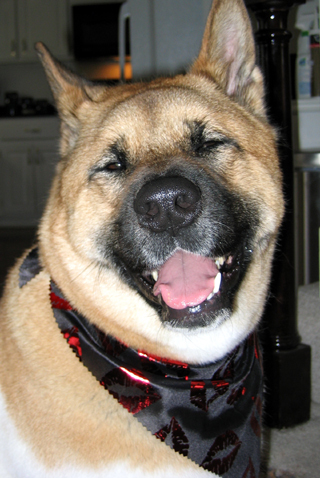 Awesome upstate NY veterinary clinic located in Nassau. We love your pets!