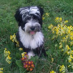 A fully trained, fun, loving house pet livin the high life in Radlett. Member of Dennis's puppy class 2010-2011.