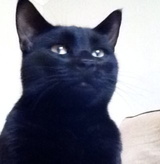 AlinaSunsetCyp's profile picture. General all round house fairy, full time working super mum ! -well someone had to say it so i may as well say it myself !!!!!