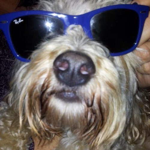 WoofBarney's profile picture. I like chew sticks, chasing tennis balls and eating socks